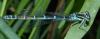 Coenagrion scitulum